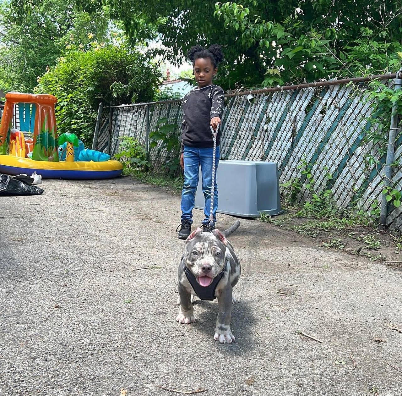 Rex the tri American Bully resting